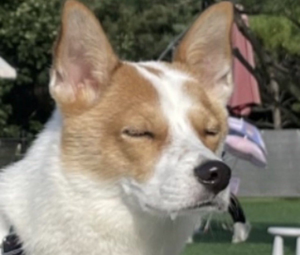 moonkase tweet media