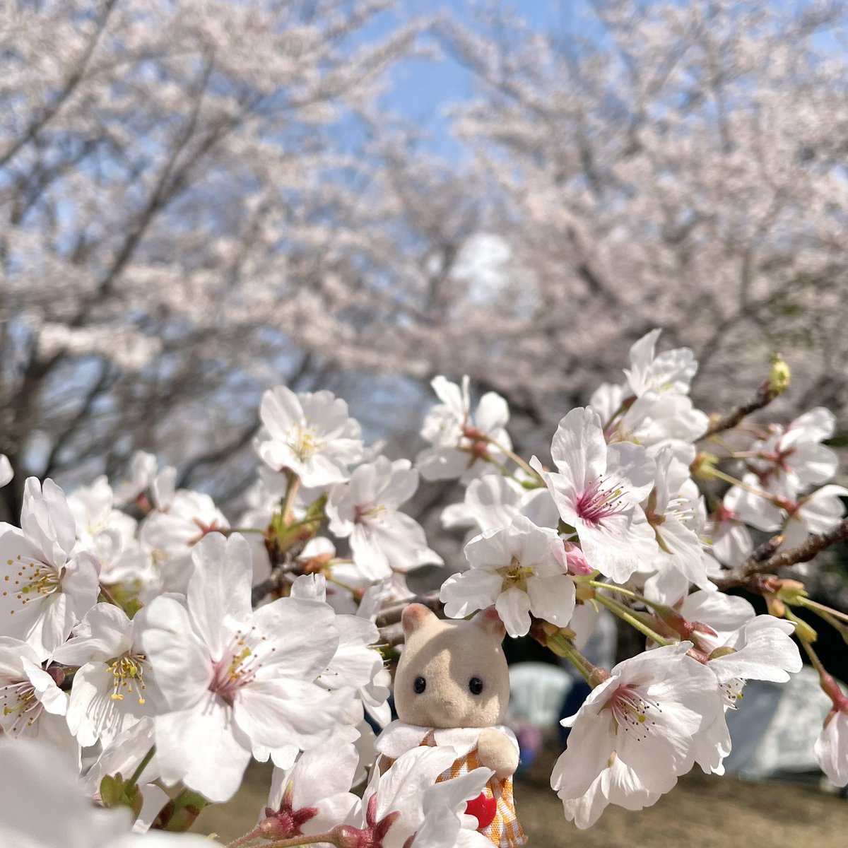 きたうら tweet media