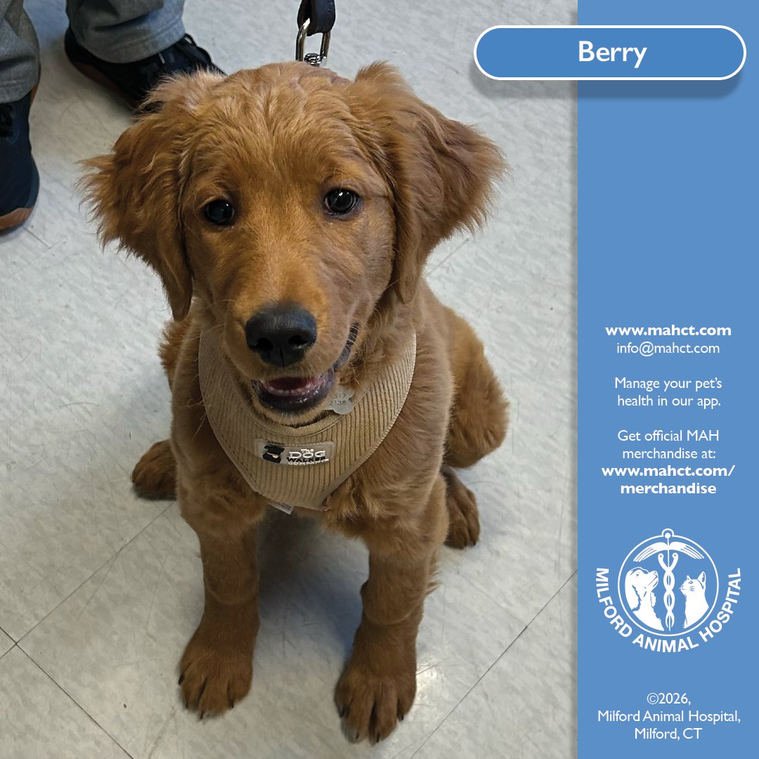 t the time of this photo, Berry was just 13 weeks old, and this adorable Goldendoodle came in for a puppy visit with Dr. Galloway.

Sweet, curious, and full of puppy charm, Berry made quite the impression. Dr. Galloway reports that she was very sweet and especially loved  cheese.