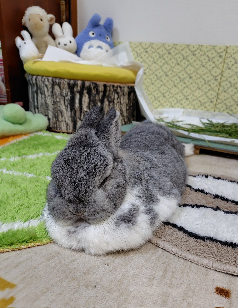 ミントミント tweet media