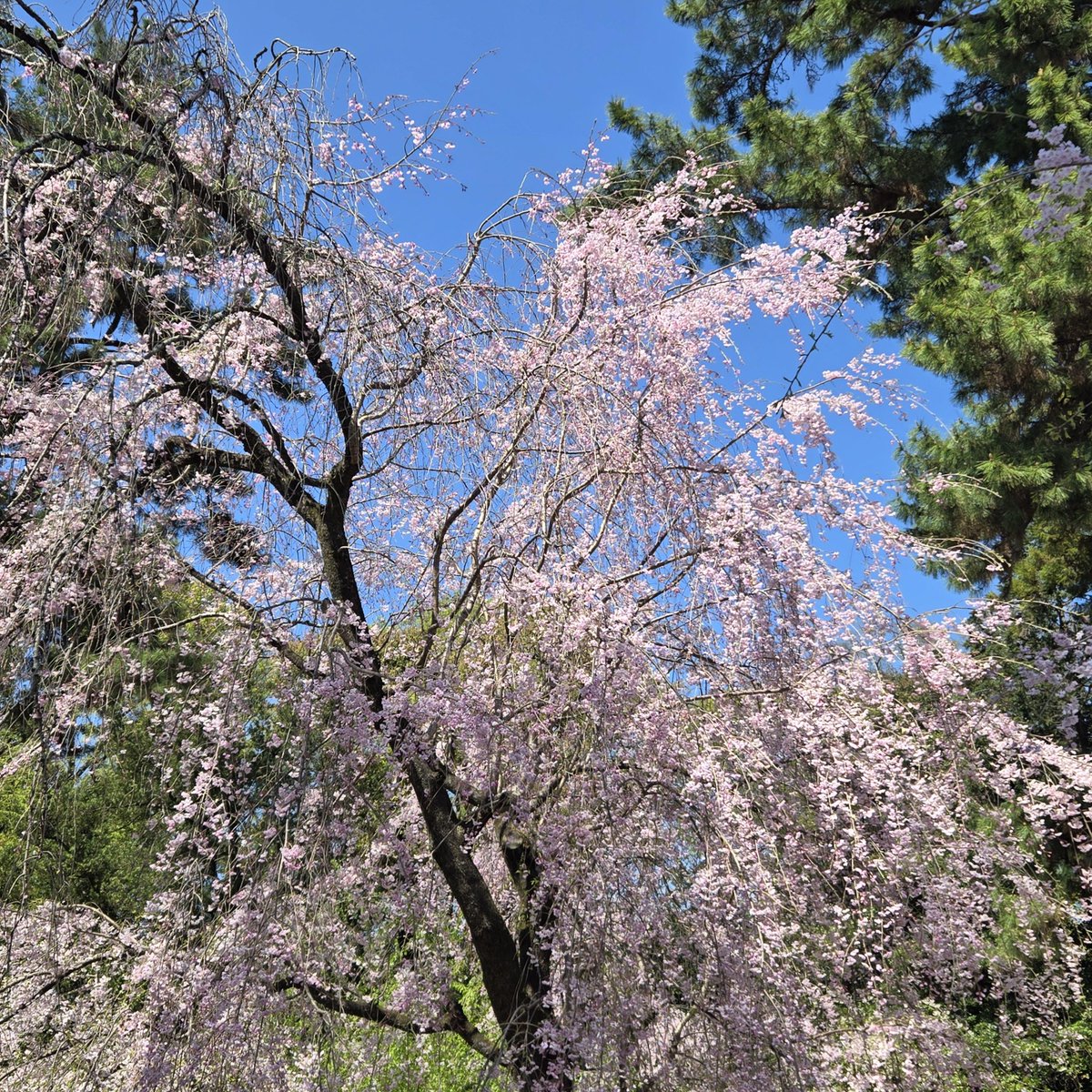 新NISA・株情報・株トレード日誌 tweet media