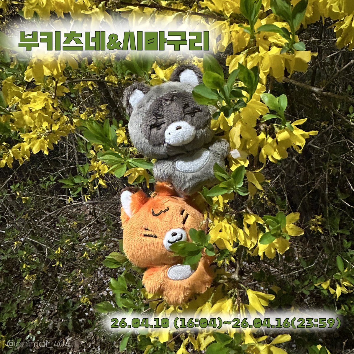 애니멀 분주소 🐾 tweet media
