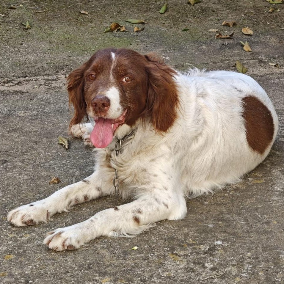 #madrid 
El dueño de LINDA ha fallecido y la han destronado a un patio,alimentandola solo con PAN
NECESITA #acogida o #adopcion 
#bretona de 12 años sociable con niños🐶🐱
Se entrega chipada,vacunada,desparasitada y CON compromiso de castracion 
CONTACTO 📩facenuevavida@gmail.com