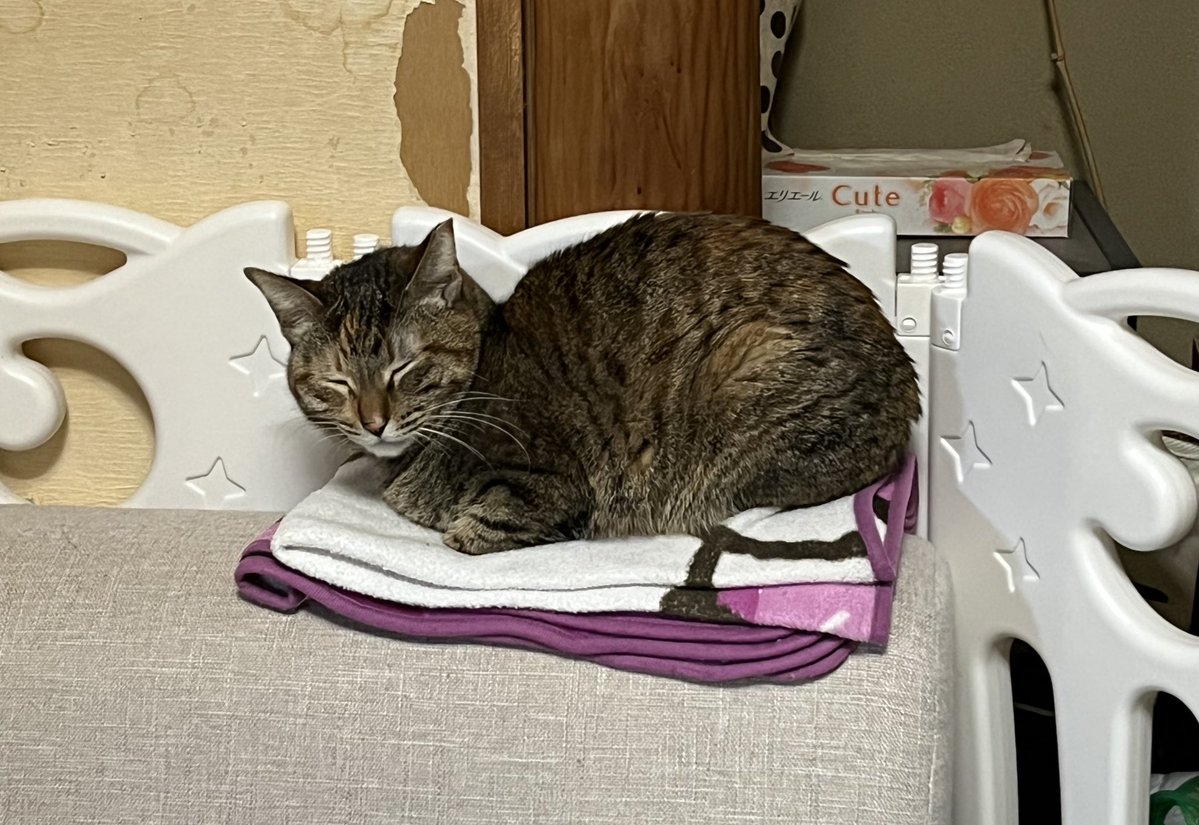 めのう🎃🍎 tweet media