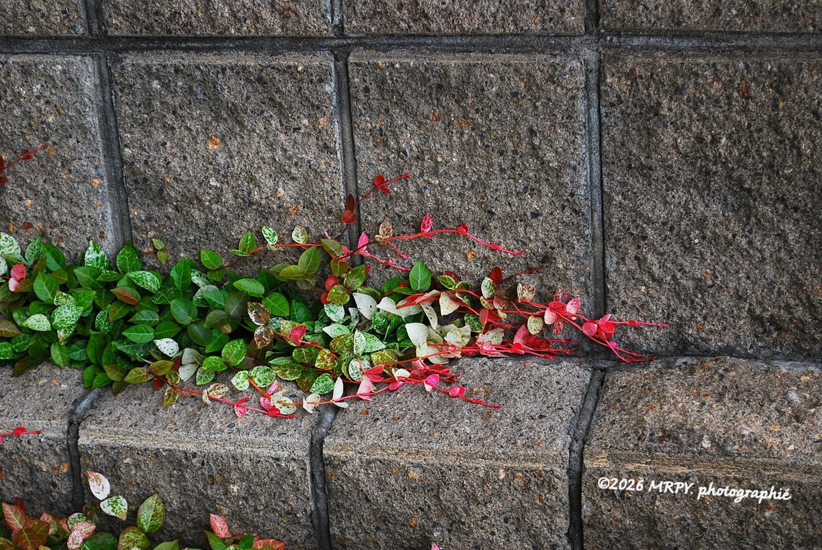 DeepshotDownTL's tweet image. .

街が紡ぐ囁き

藍色の暖簾、緋色の蔦、そして街の静かなリズムが織りなす綴織。角を曲がるたびに詩が生まれ、一羽の𓅩 鳥が街の無言の歌にひとつの音符を添えてゆく..｡

㈭  今日も １日お疲れさまでした 𖠿𖠋

.

.
#chasinglight #random #snaps 
#streetphotography #photography 
#D3300