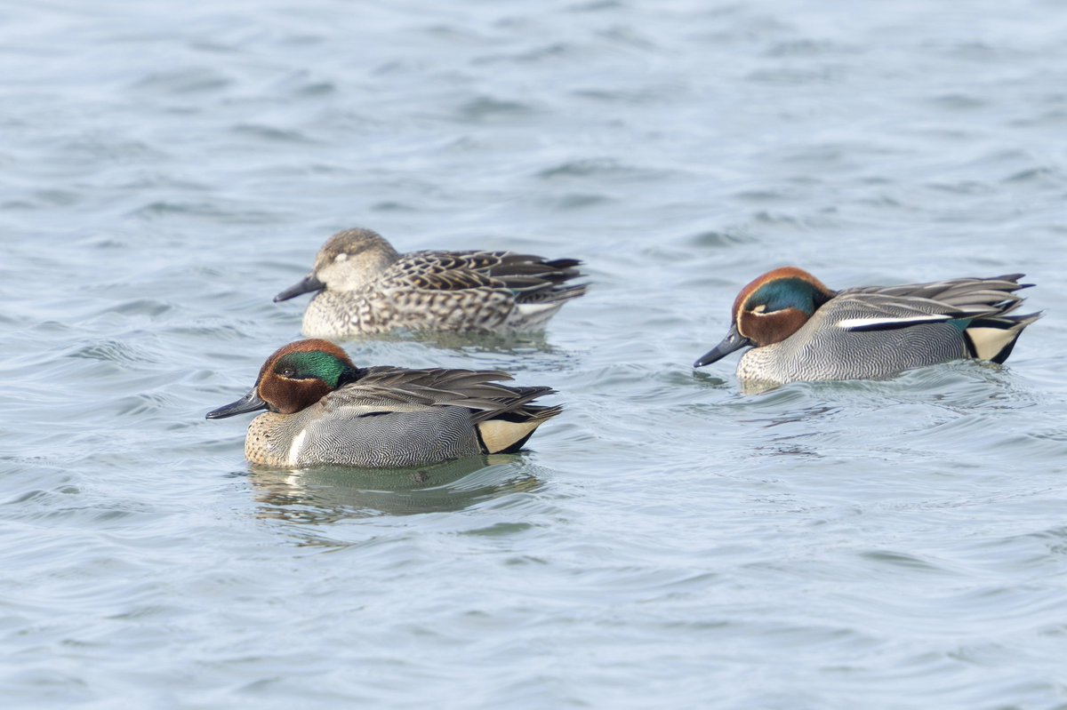 とりとり tweet media