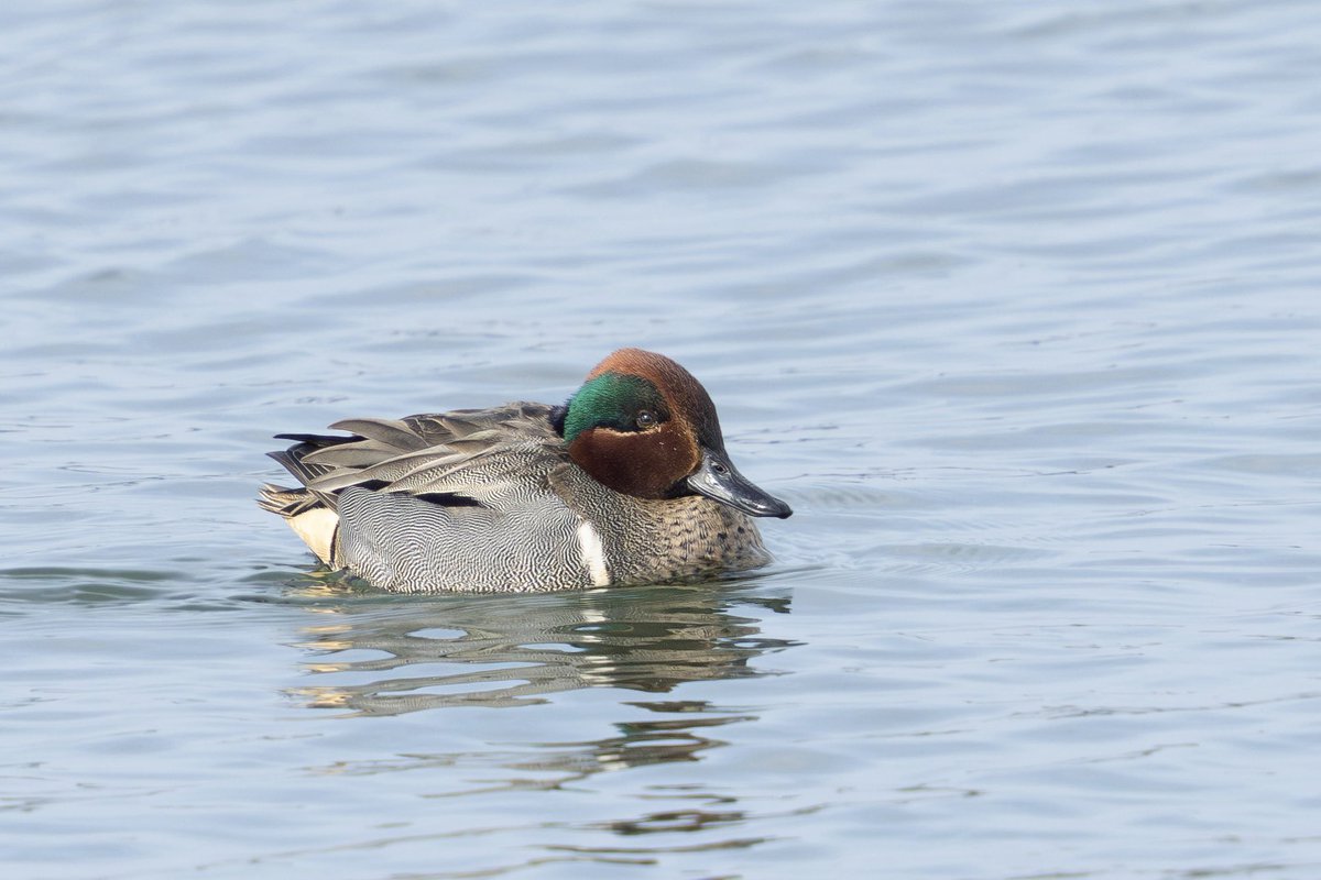 とりとり tweet media