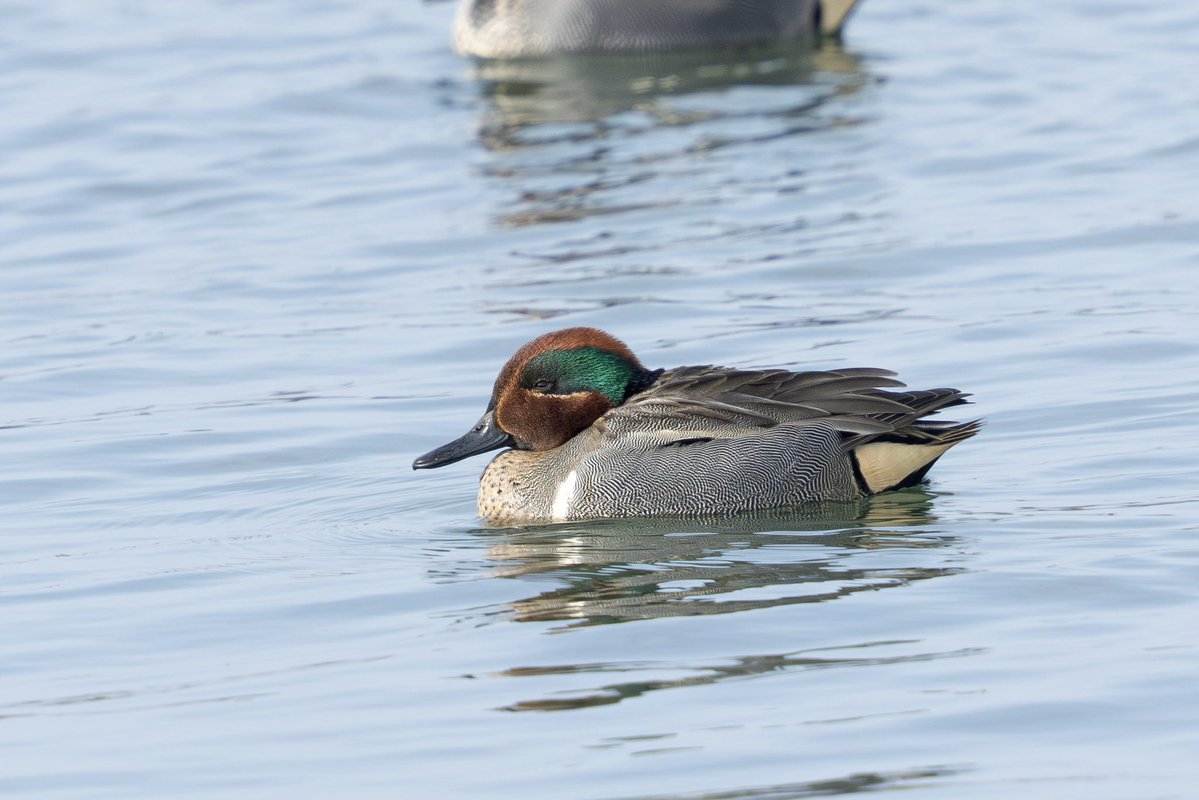 とりとり tweet media