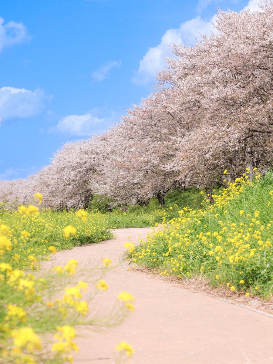 春の通り道。
