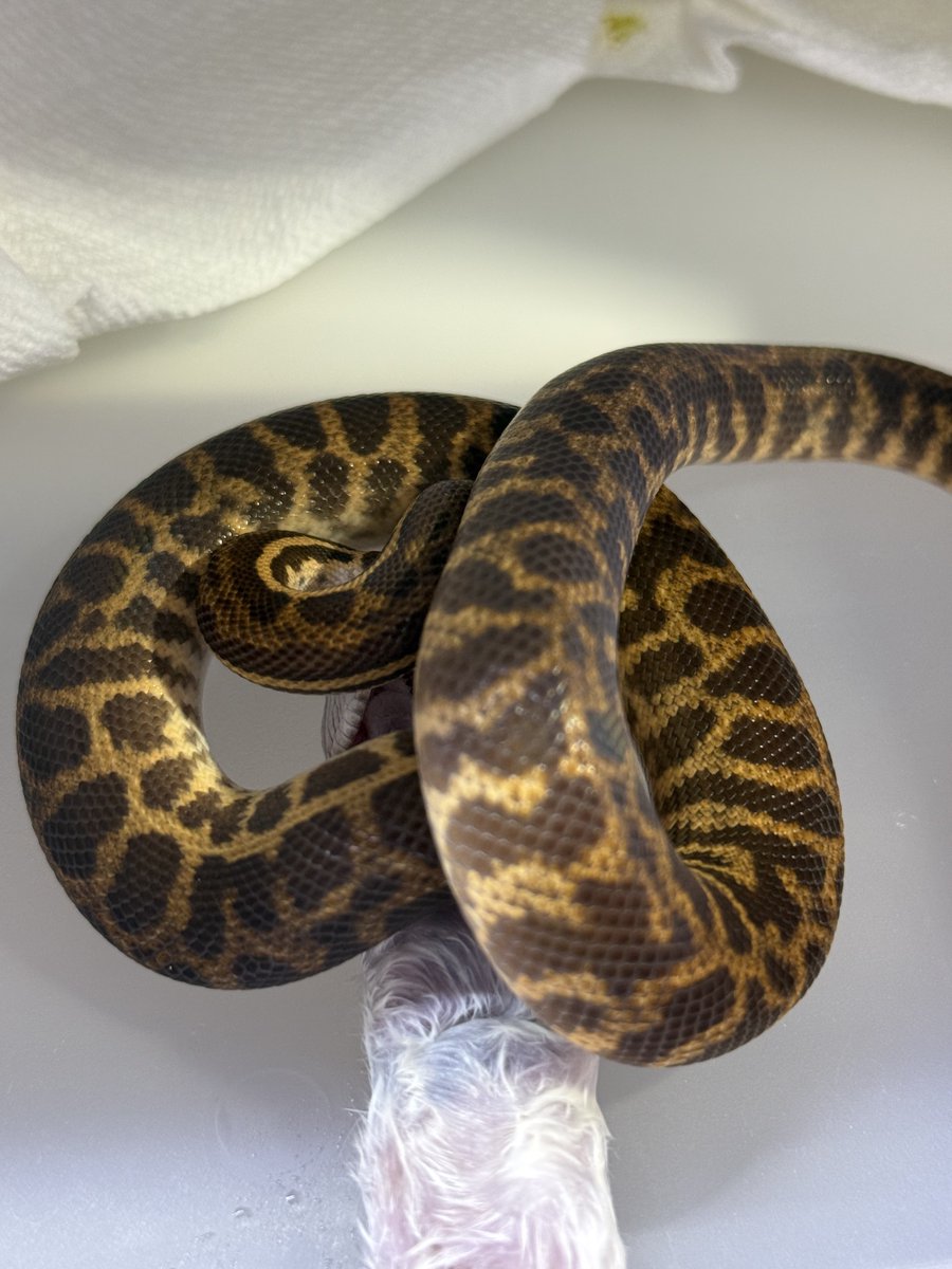 りょう tweet media