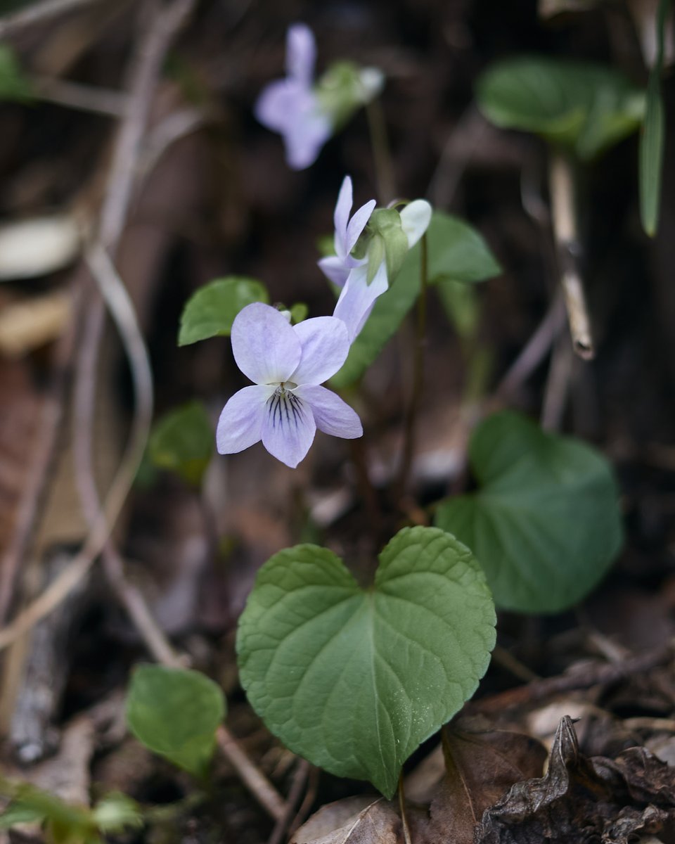 植物が好きな登山ガイド tweet media
