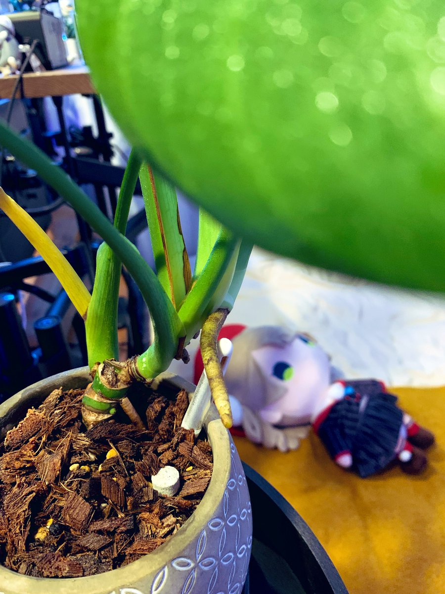 りしお tweet media