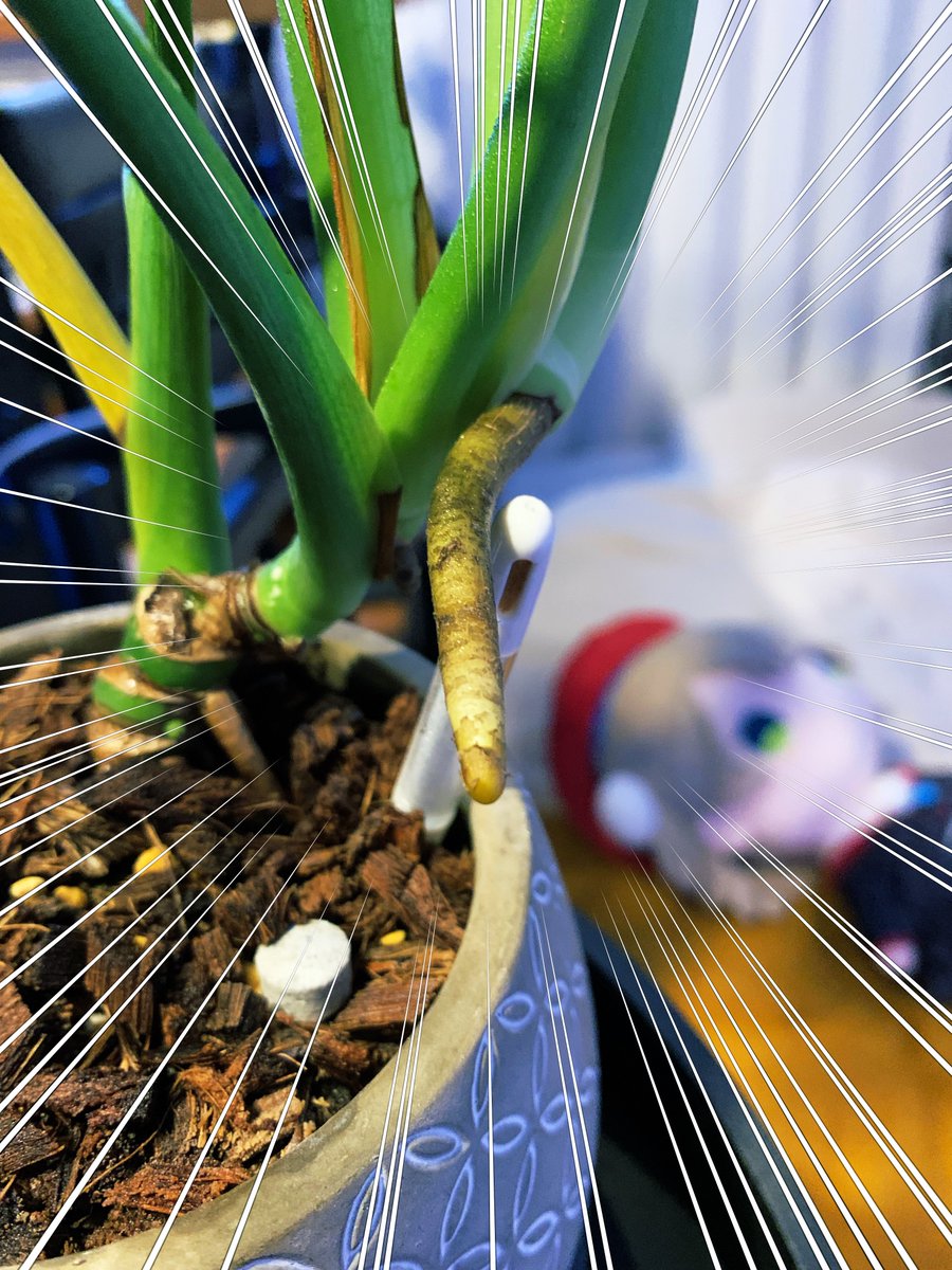 りしお tweet media