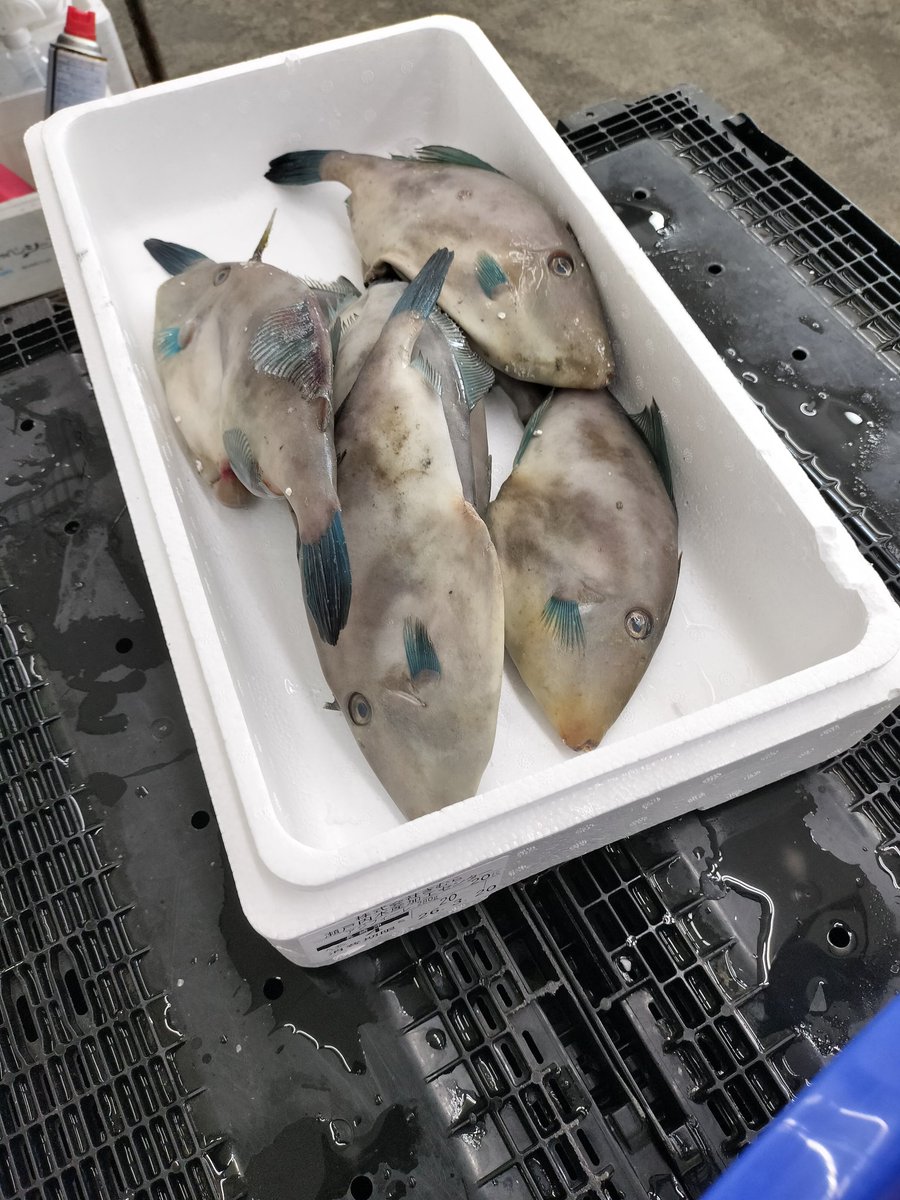 バビ🐟💹 tweet media