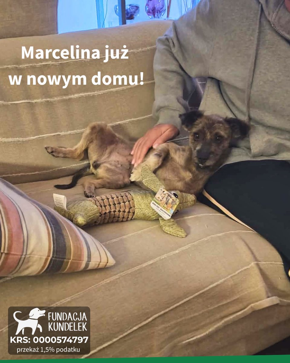 Robwalka Wolf tweet media