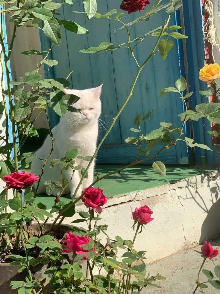 Purely Green tweet media