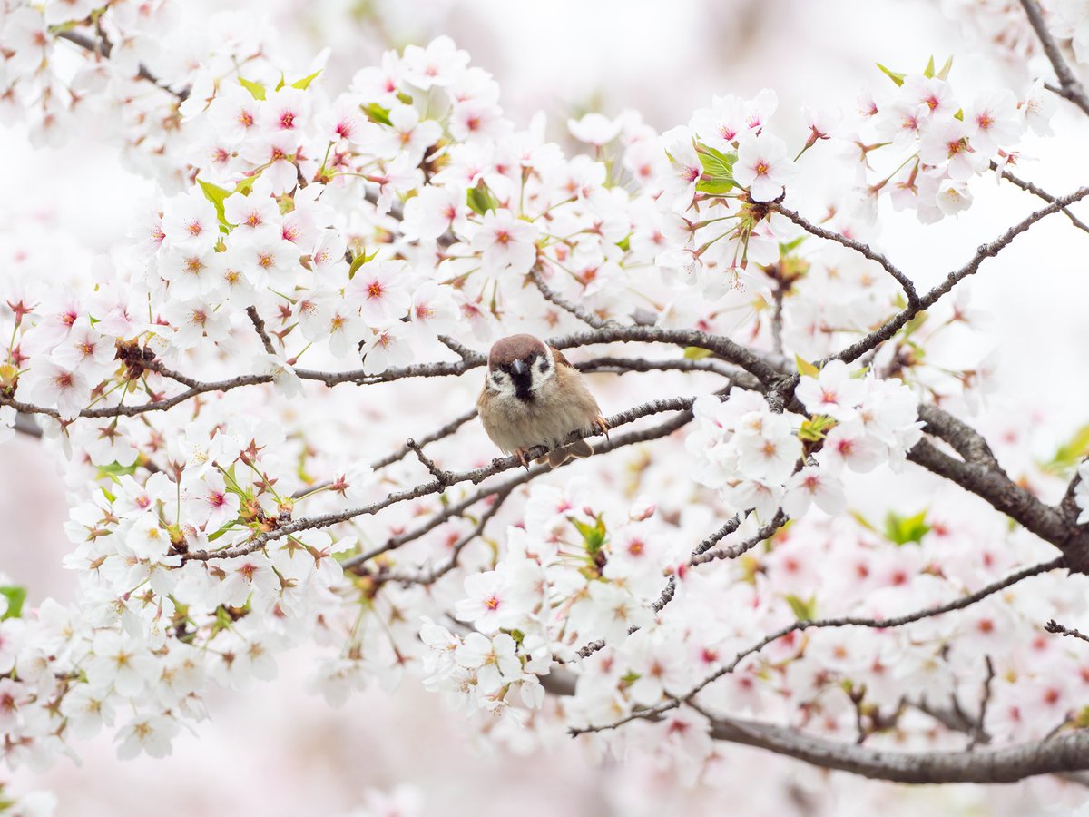 いまいごう@スズメ写真家 tweet media