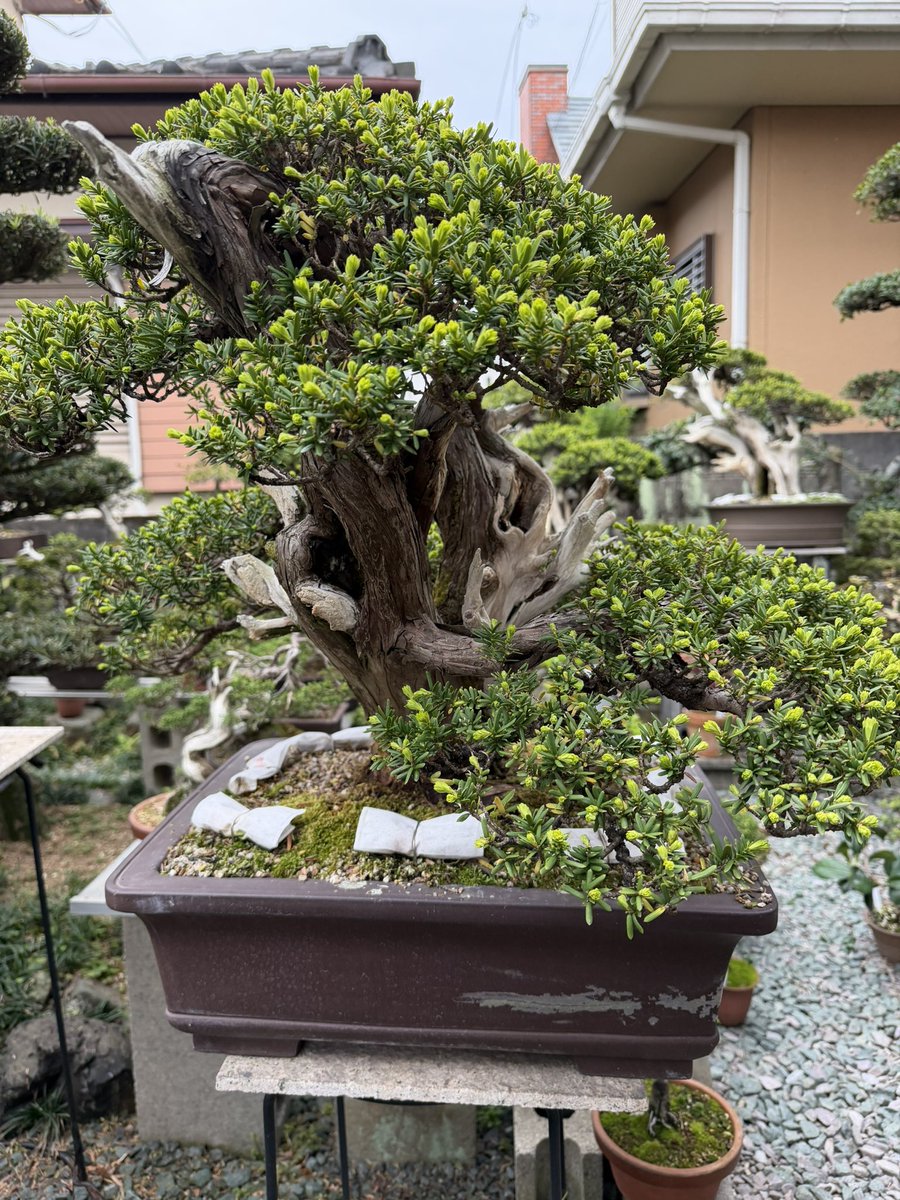 買えた買えた
海を渡って7時間運転した甲斐がありました🌳