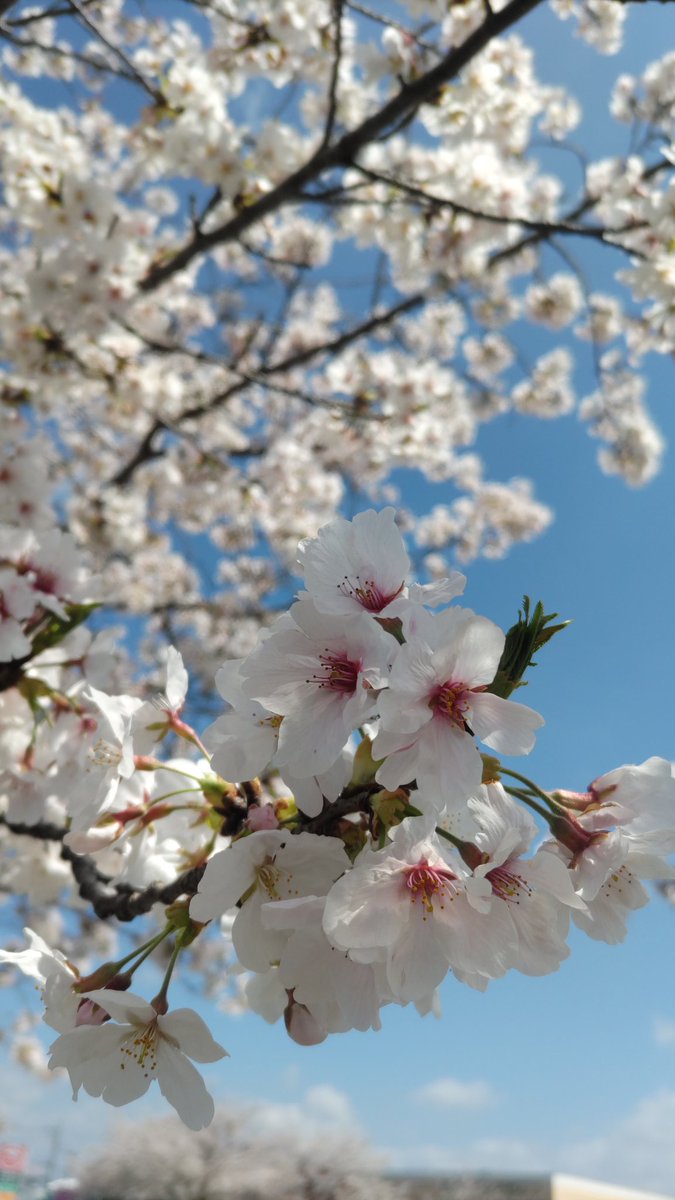 にしじー tweet media