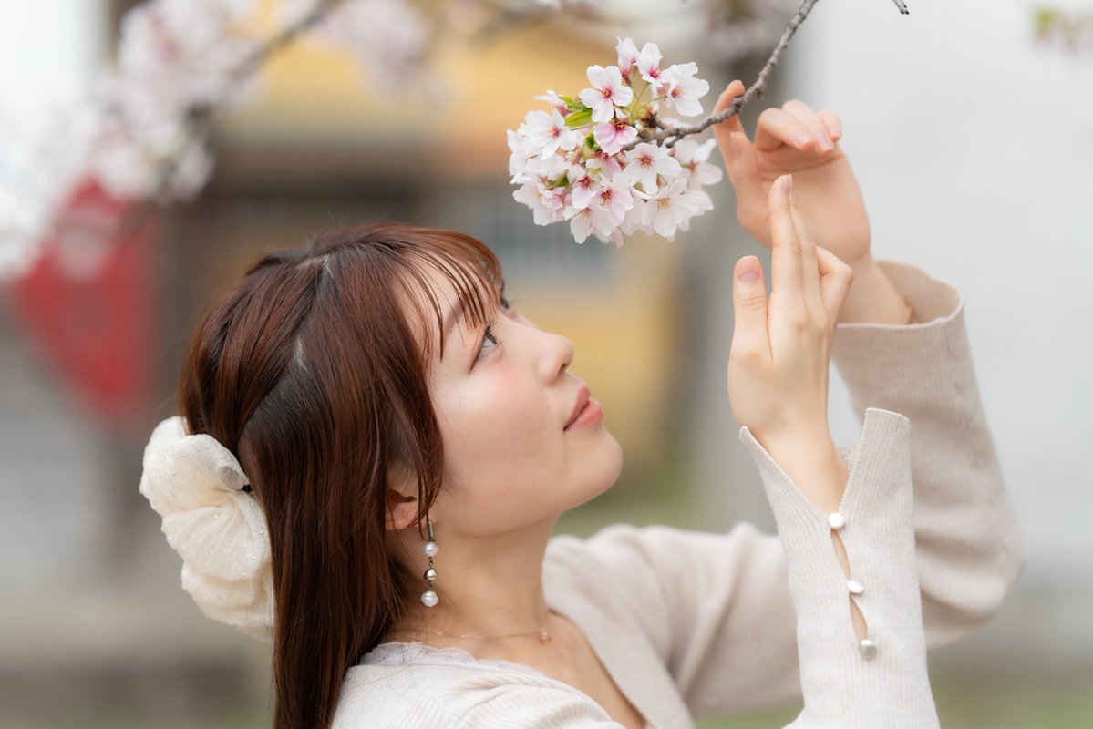 美桜4/29予定 tweet media