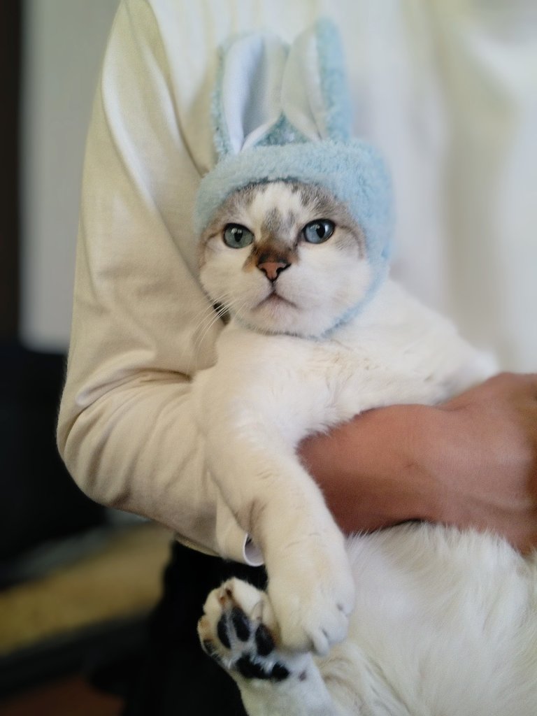 ancoroid tweet media