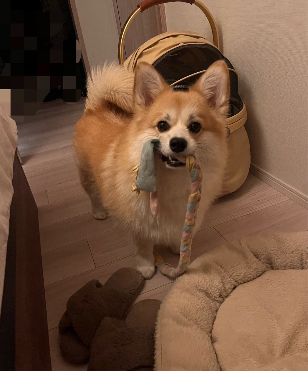 ポメコギのチャビ tweet media