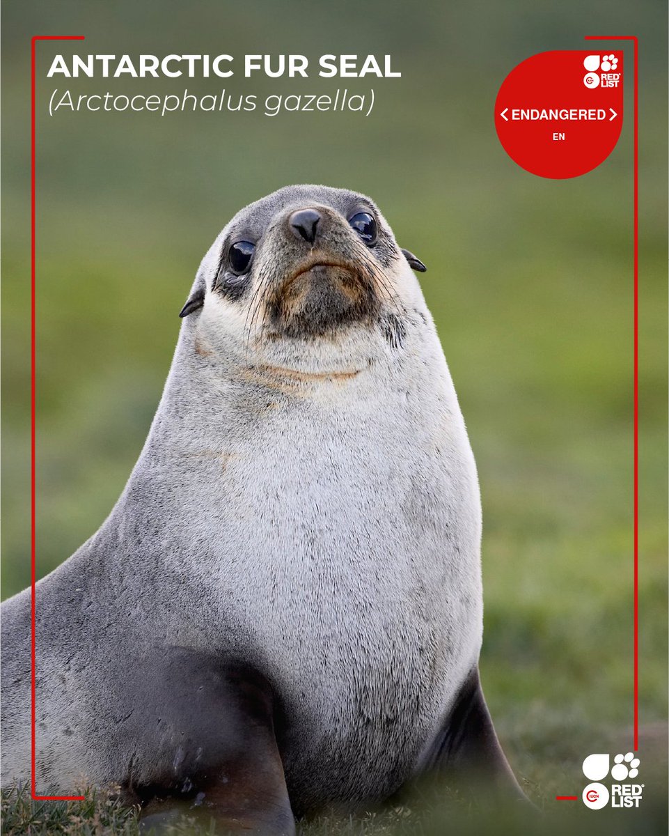 IUCN Red List tweet media