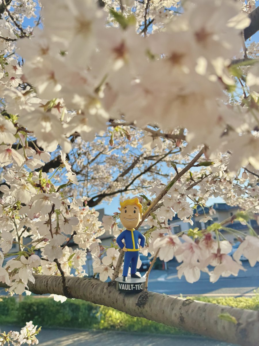 Bethesda_jpn's tweet image. 桜の季節がやってきました 🌸

Vault Boyも、日本の春を満喫中🇯🇵👍

ぜひ皆さんのお花見スタイルと持っていく食べ物をコメント欄で教えてください💬

#Fallout76 #フォールアウト #桜 #花見