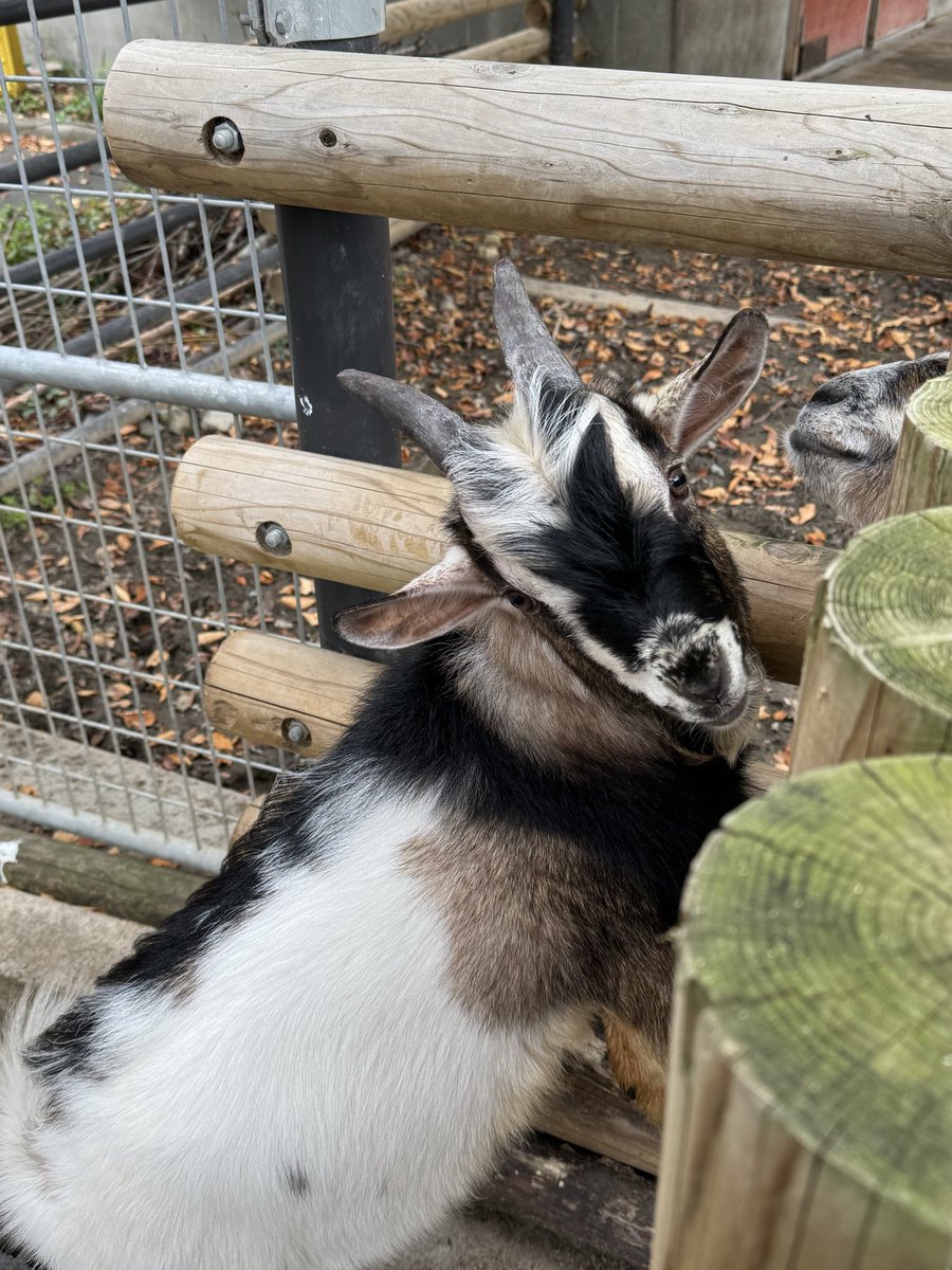 カイロンどん tweet media