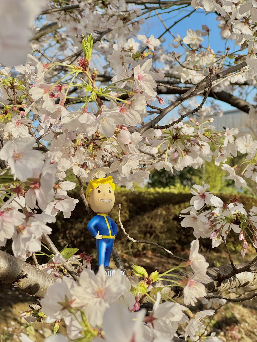 Bethesda_jpn's tweet image. 桜の季節がやってきました 🌸

Vault Boyも、日本の春を満喫中🇯🇵👍

ぜひ皆さんのお花見スタイルと持っていく食べ物をコメント欄で教えてください💬

#Fallout76 #フォールアウト #桜 #花見
