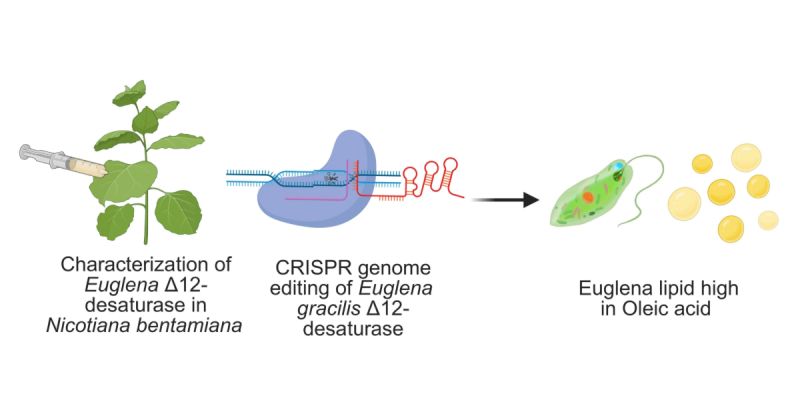 BioreBiopr_MDPI's tweet image. 🚀 Discovery #Alert! Scientists unveil Eg FAD12, a key enzyme in Euglena gracilis, revealing its evolution and conserved motifs across species! 🧬✨

Dive in 👉 brnw.ch/21x1rEM

#EuglenaGracilis #Lipids #OleicAcid #LinoleicAcid #CRISPRCas9