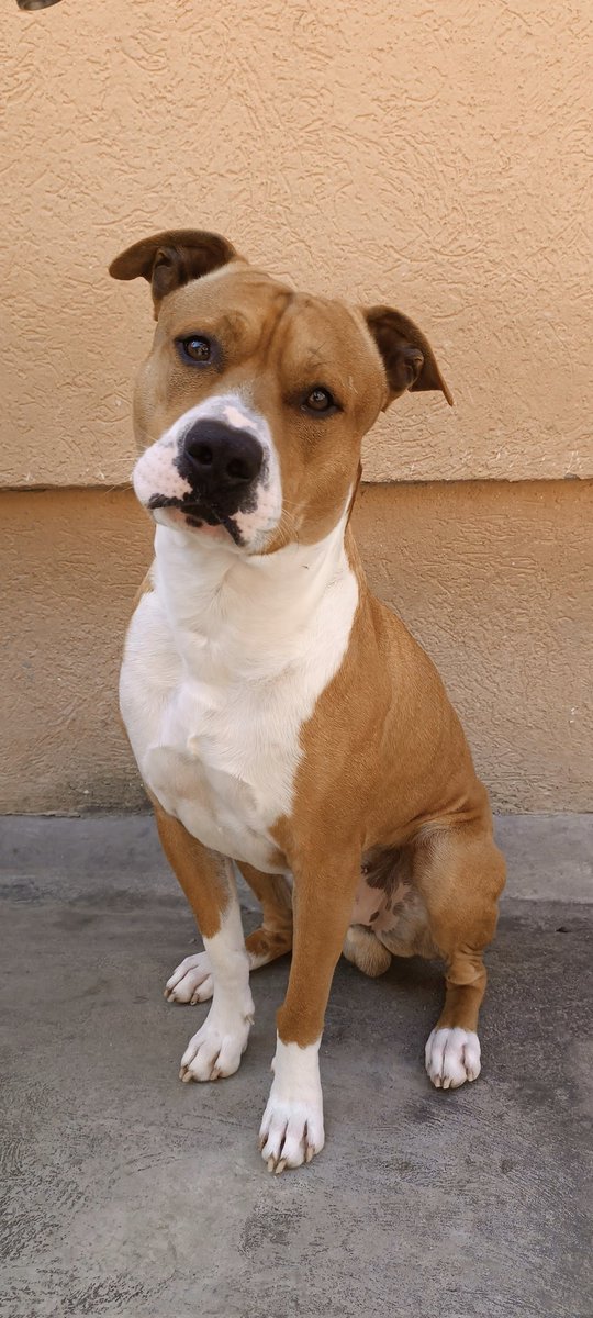 Kažu pitovi su agresivni... Moj Pablo spava u krevetu, agresivnija je mačka od njega 🤣🤣🤣 Ko još ima ovog "strašnog čuvara"? 🤣 Kačite slike da razbijemo mit jednom zauvek 👇🐶