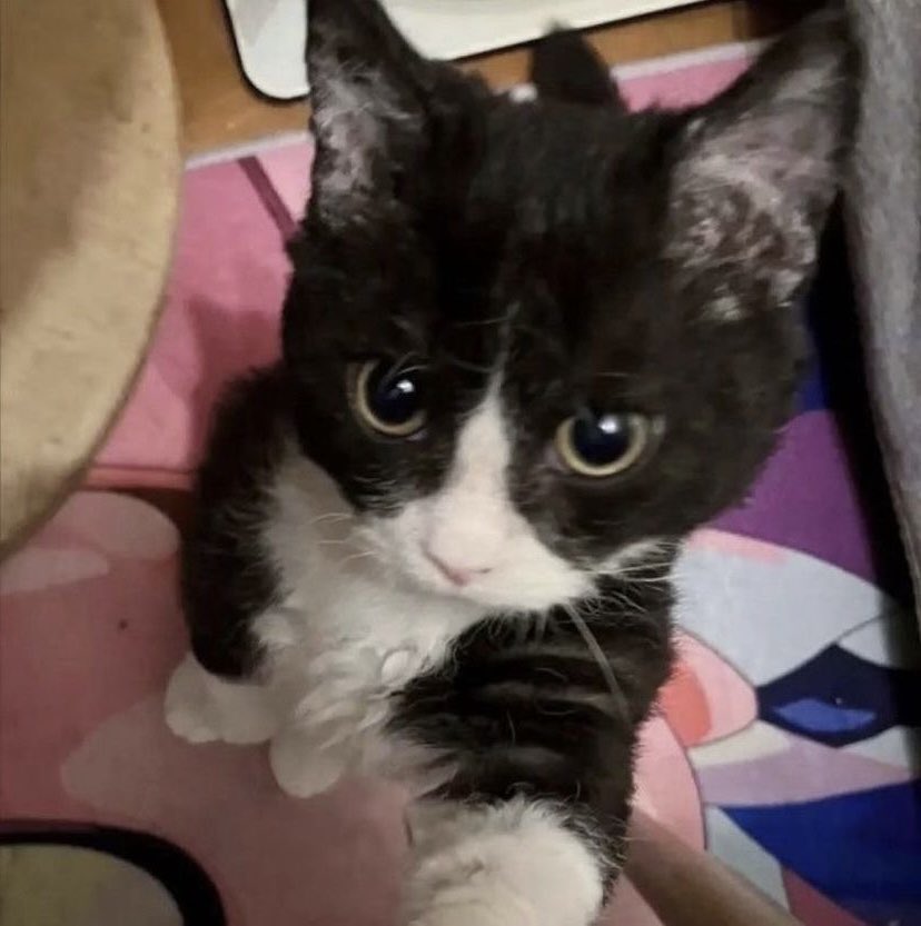 𝗯𝘁ɞ⋆ tweet media