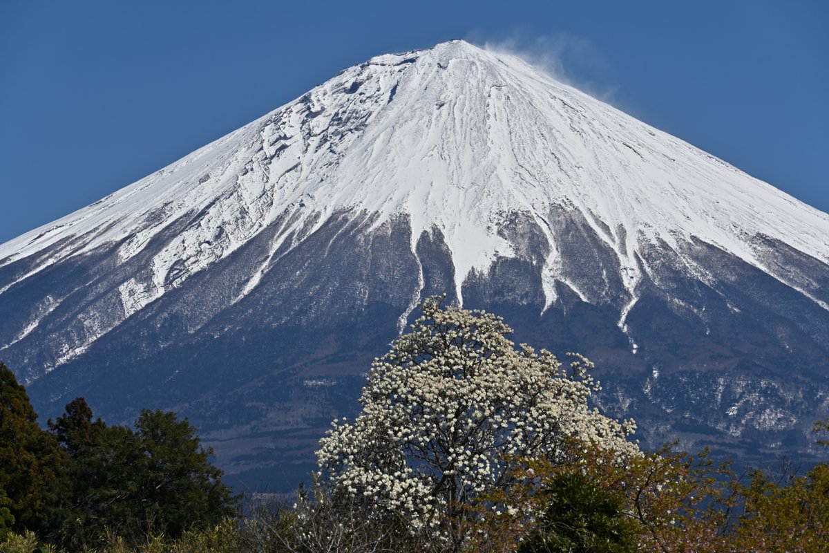 撮り富士 tweet media