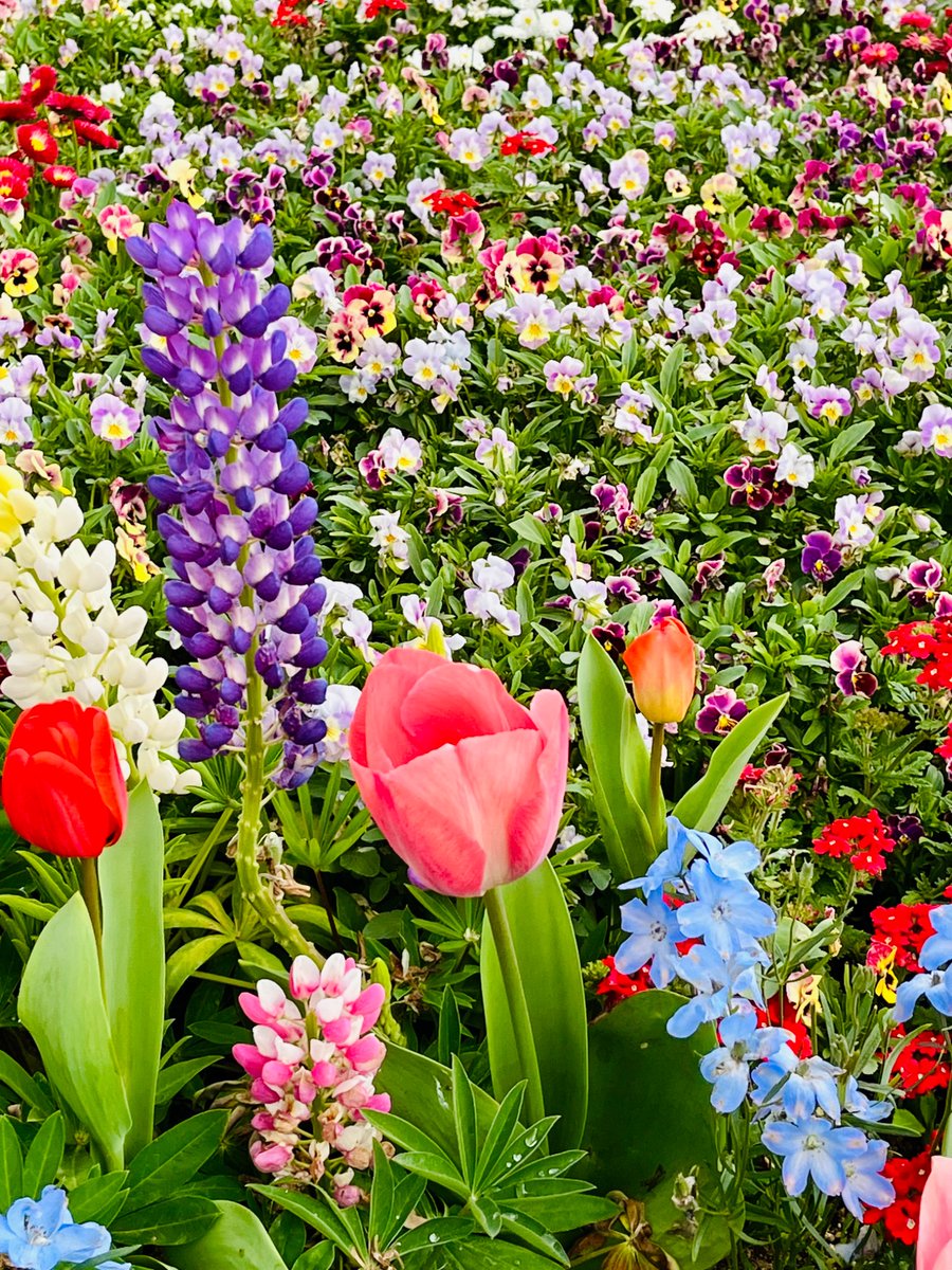 つばさ tweet media