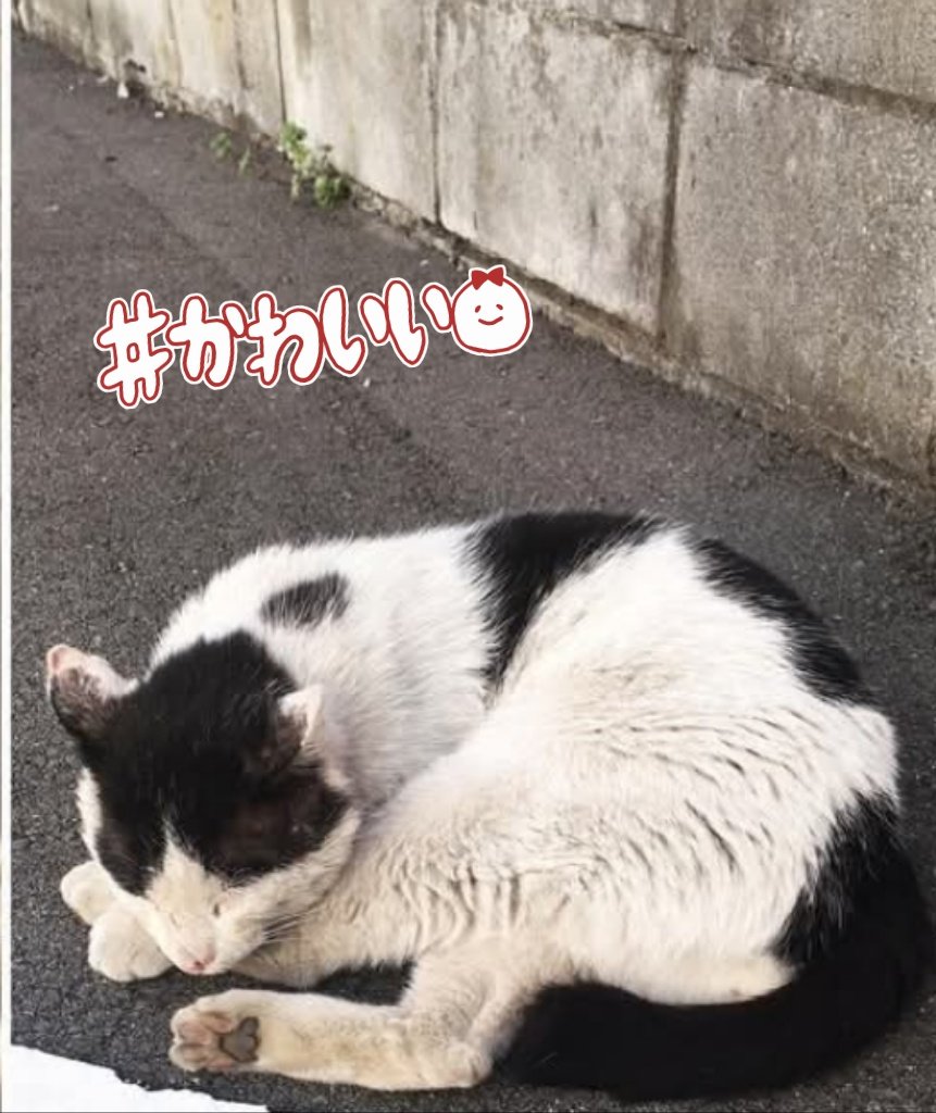 マリー tweet media