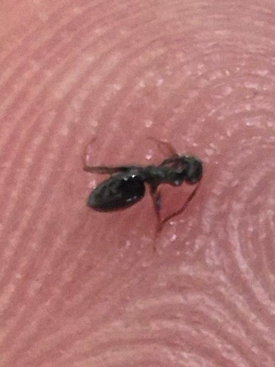 ZAR 1MantisPhoenix™🤺 tweet media