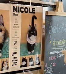 Littlescence's tweet photo. Yo: awww que lindo Ohmcito🥹
También yo: en Tailandia también existe el nombre Nicole??😧
OHMKRIT 25TH CHAPTER
#OHM25THBDAY #OhmWeek #WeLoveOhmThanakrit #ohmkrit @ohmkrit 🎂 ꒱ ˎˊ˗ https://t.co/umUEOWyTJi