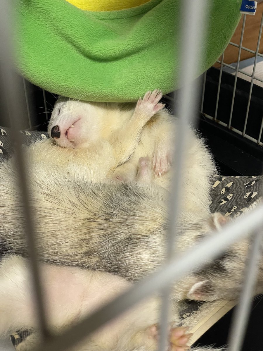 everyday_ferret tweet media