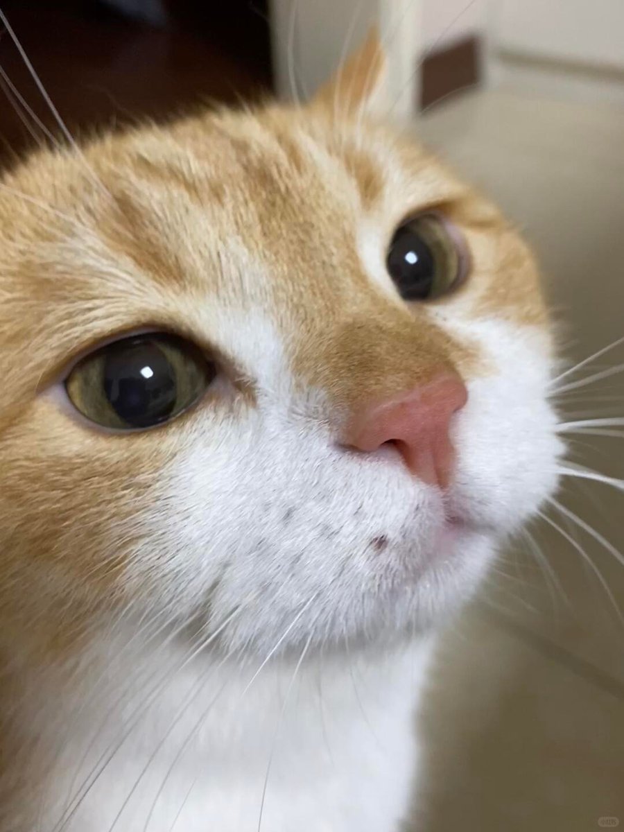 cutest cats tweet media