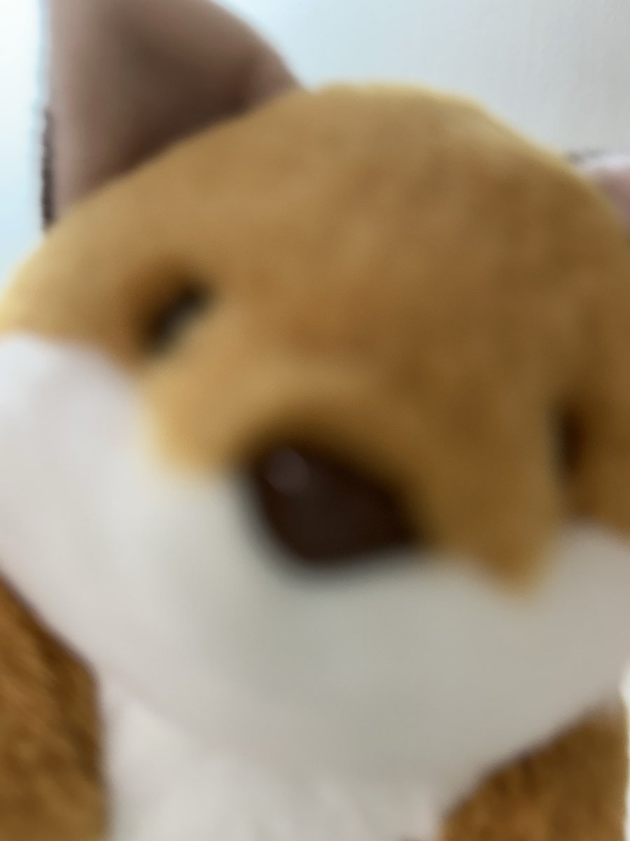 大好きな推しぬいのぽぽえみくんがプロデューサーをつとめる、ぬいホリデーが今週末に江古田のHOCCHで開催するよ❣️おしゃれなカフェでぬいとゆっくり過ごせる最高の企画！わたしの🦊もプロフ参加します！❤️