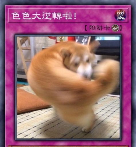 魚 tweet media