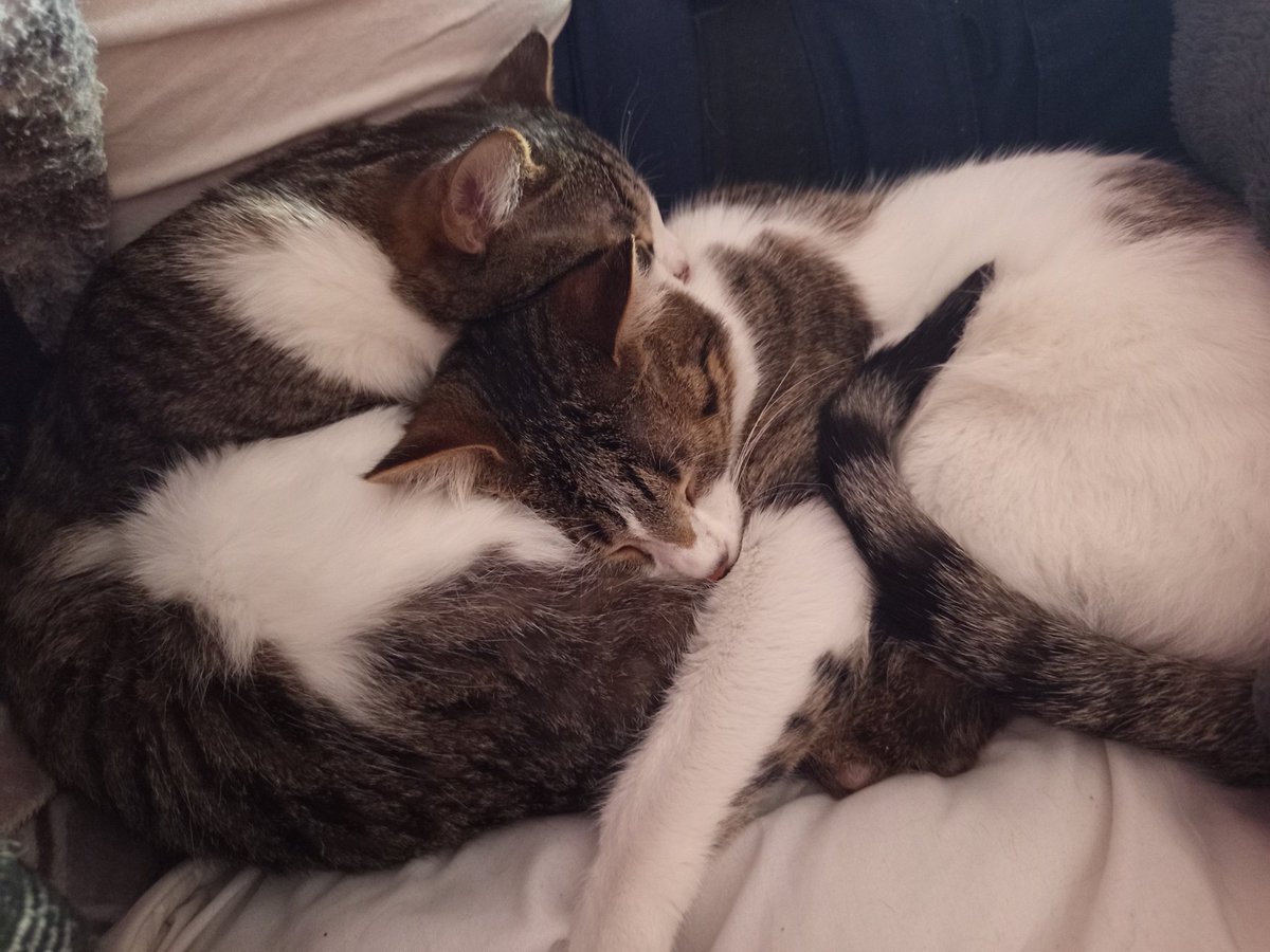 El día 7 fue el cumpleaños de Orión y Draco (y Leo y Pyxis que están agustísimo con su mami) y lo celebramos con una tartita 🫰🏼❤️
El cumple de Ares no pudimos celebrarlo porque aún no sabemos a qué tiene alergia 😔 Pero celebraremos prontito el año que lleva con nosotros 🥰