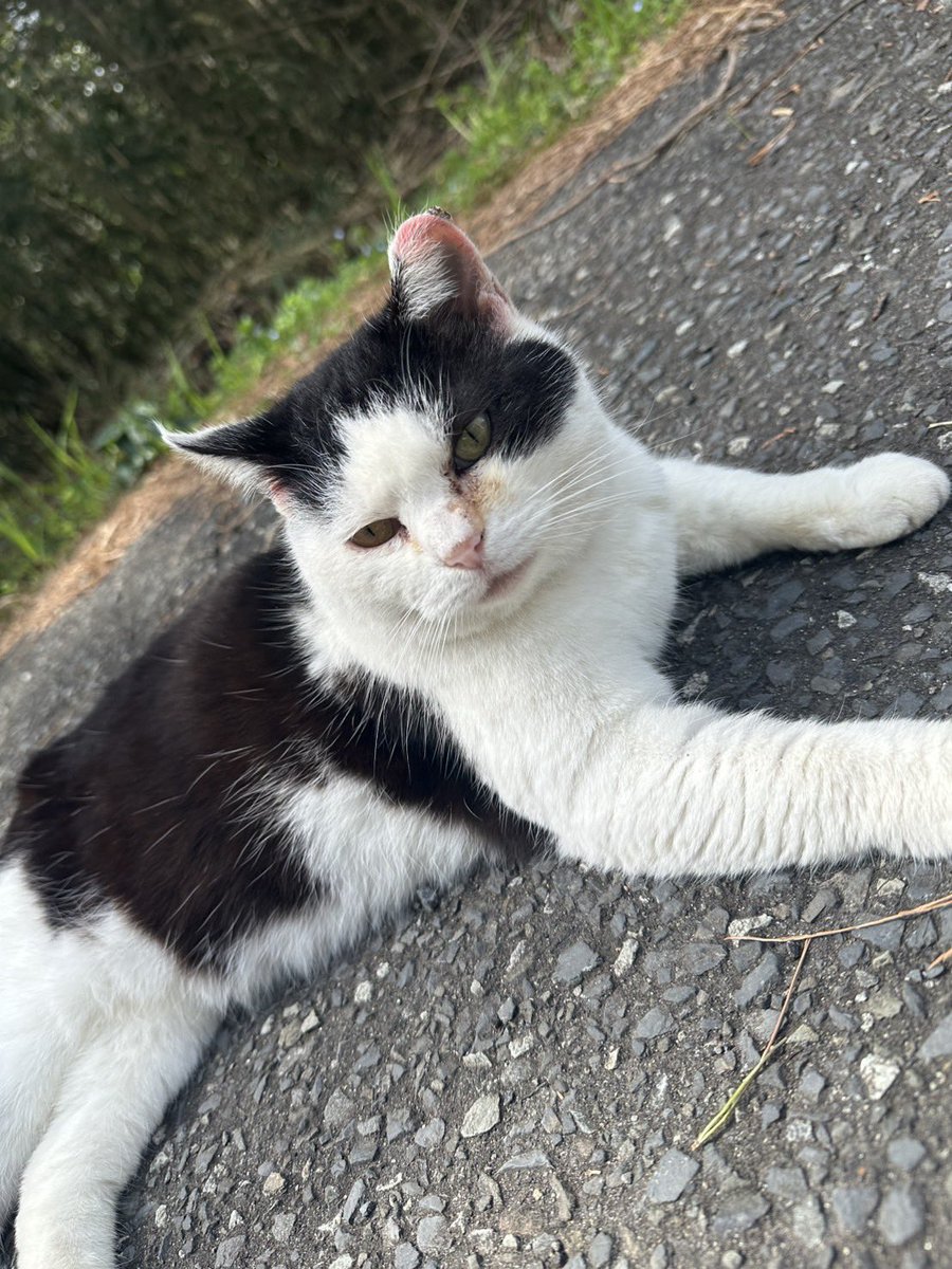 ムトウ tweet media