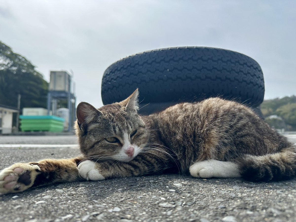 ムトウ tweet media