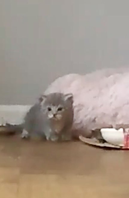AssCat tweet media