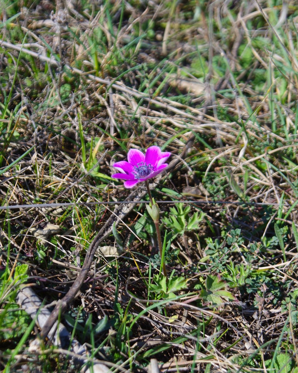 Milli Parklar tweet media