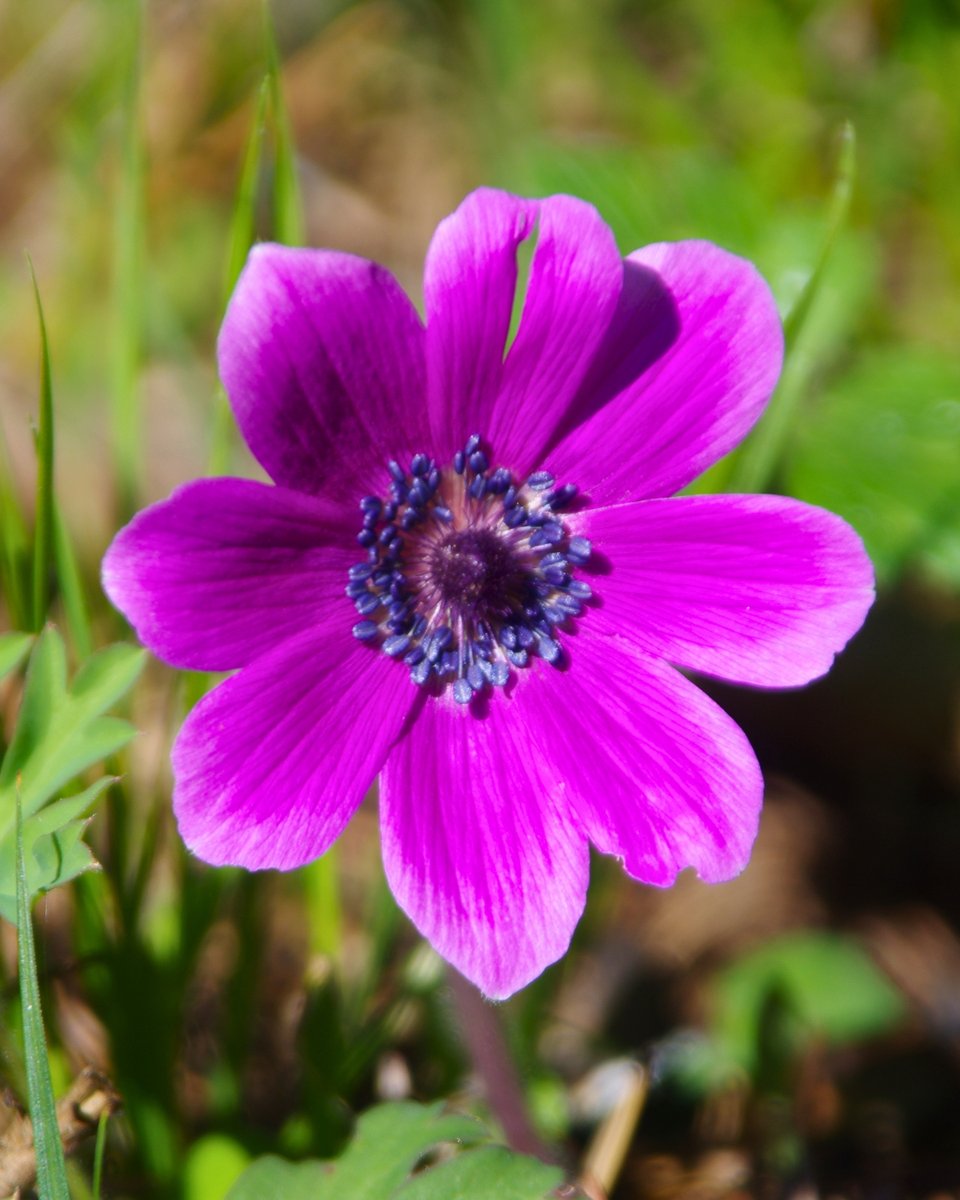 Milli Parklar tweet media