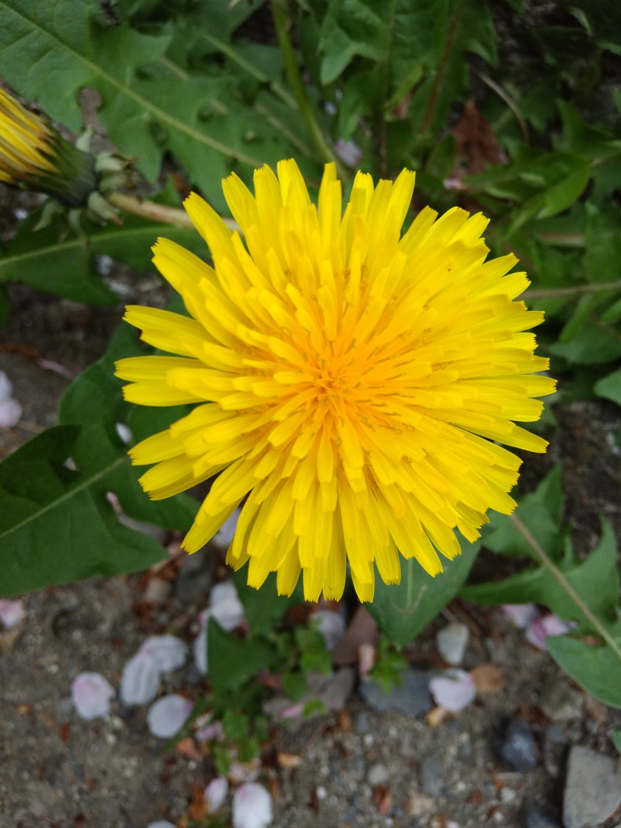 星ノ夜 風林 tweet media