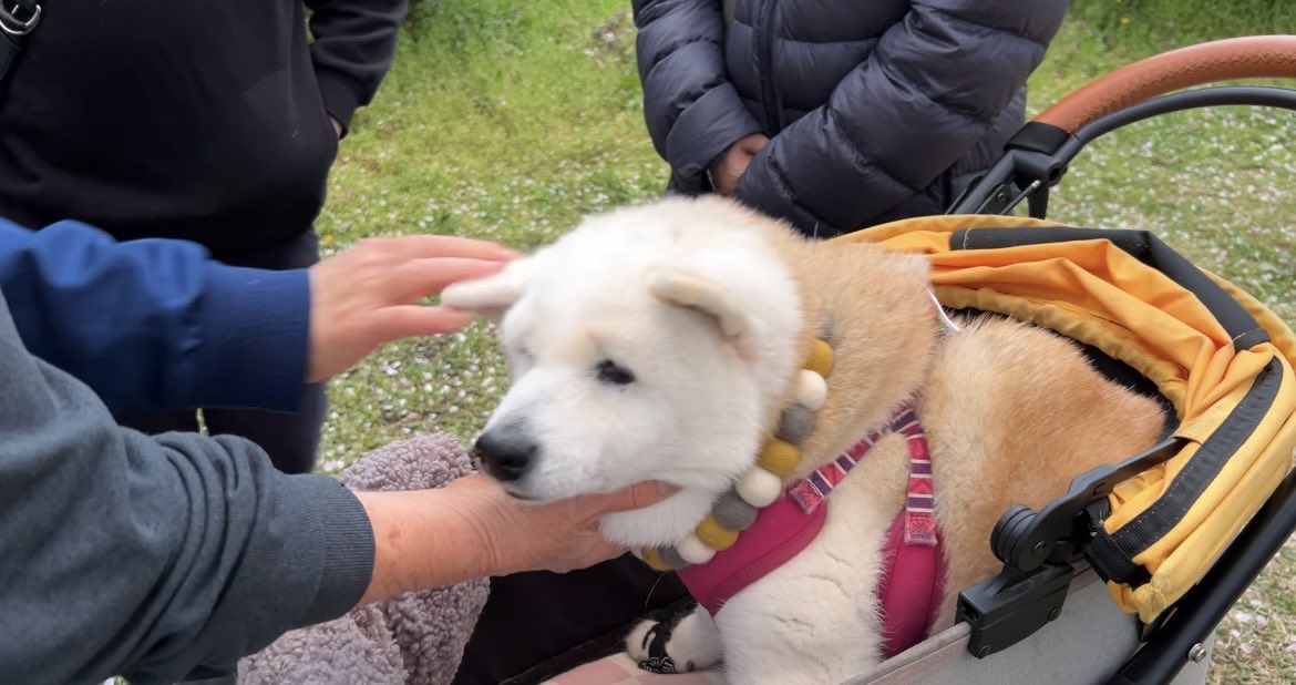 しばわんこ生活 tweet media